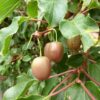 Actinidia1