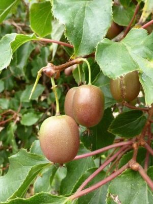 Actinidia1