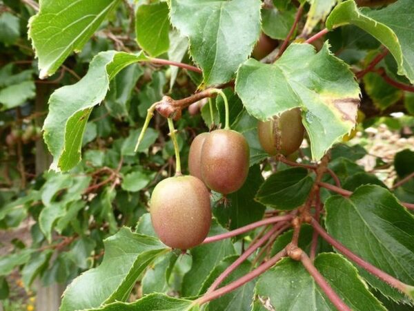 Actinidia1