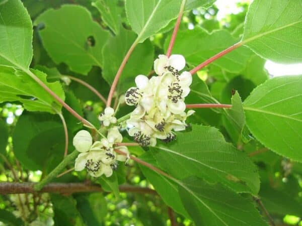 Actinidia2