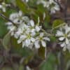 Amelanchier2