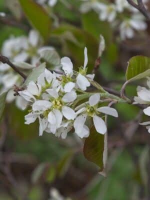 Amelanchier2