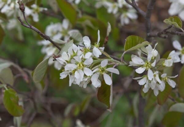 Amelanchier2