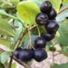 Aronia1