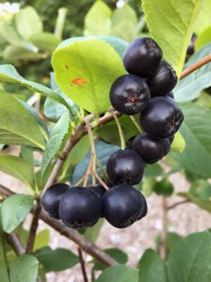 Aronia1