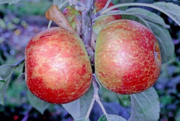 Benoni appelboom kopen bij Kwekerij de Koperwiek