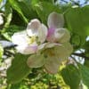 Bramley's Seedling 2