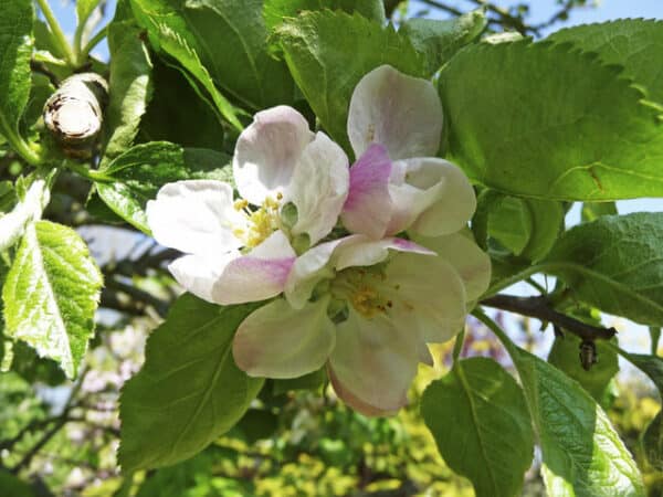 Bramley's Seedling 2