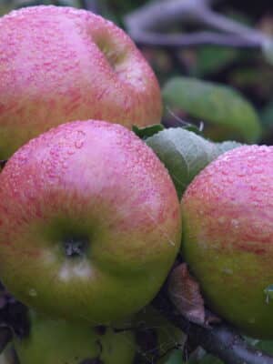 Bramley's Seedling