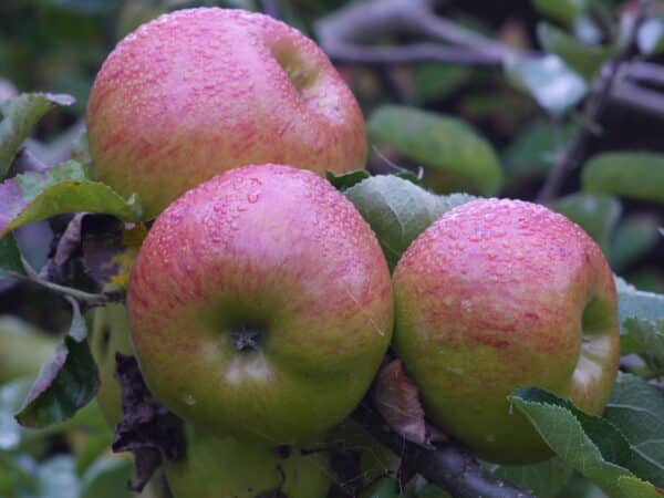 Bramley's Seedling