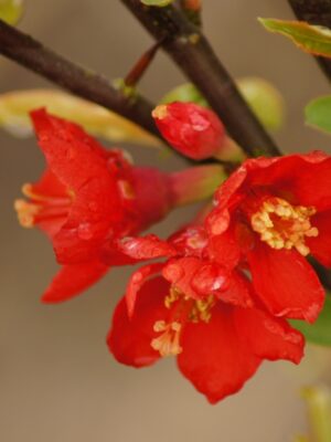 Chaenomeles Jap1