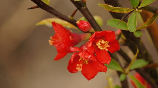 Chaenomeles Jap1