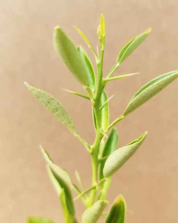 Citrus Yuzu2