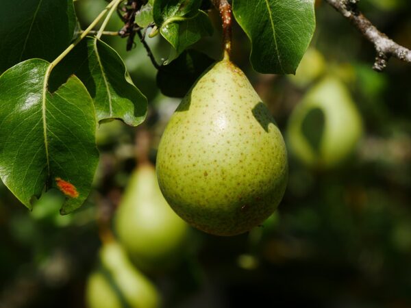 Comtesse De Paris perenboom kopen bij kwekerij de Koperwiek