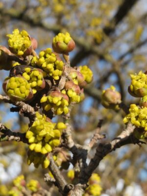 Cornus Mas1