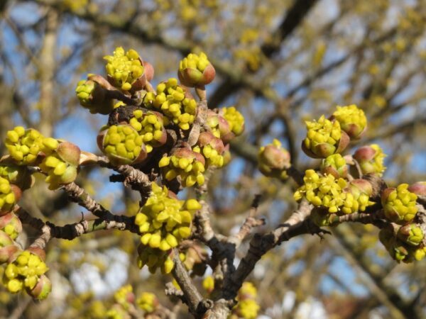 Cornus Mas1