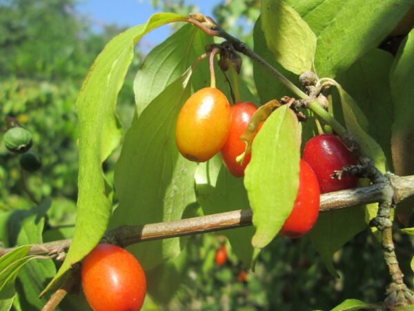 Cornus Mas2