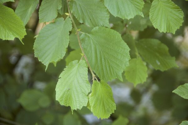 Corylus3