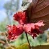 Corylus Rodezellernoot2