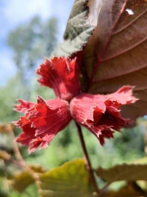 Corylus Rodezellernoot2