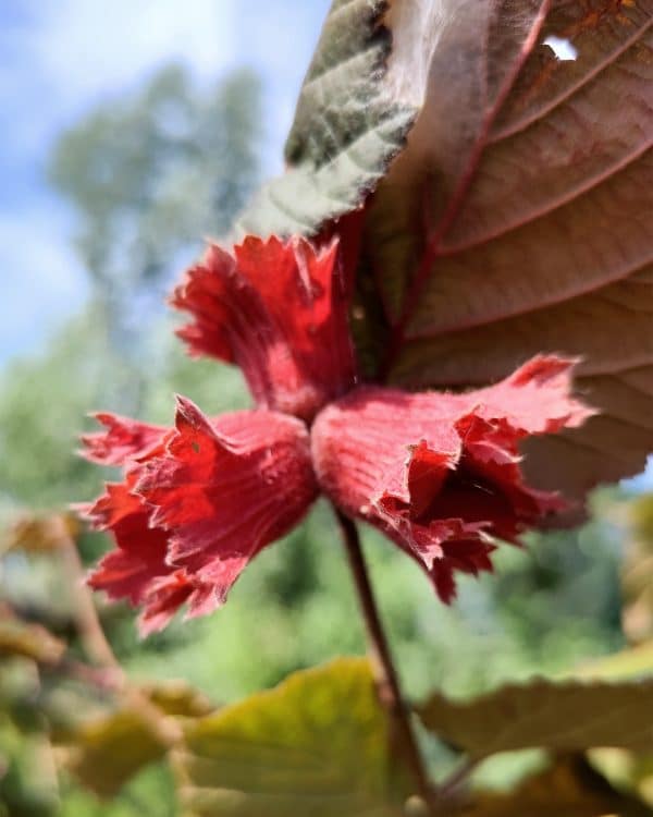 Corylus Rodezellernoot2