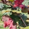 Corylus Rodezellernoot3