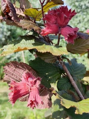 Corylus Rodezellernoot3