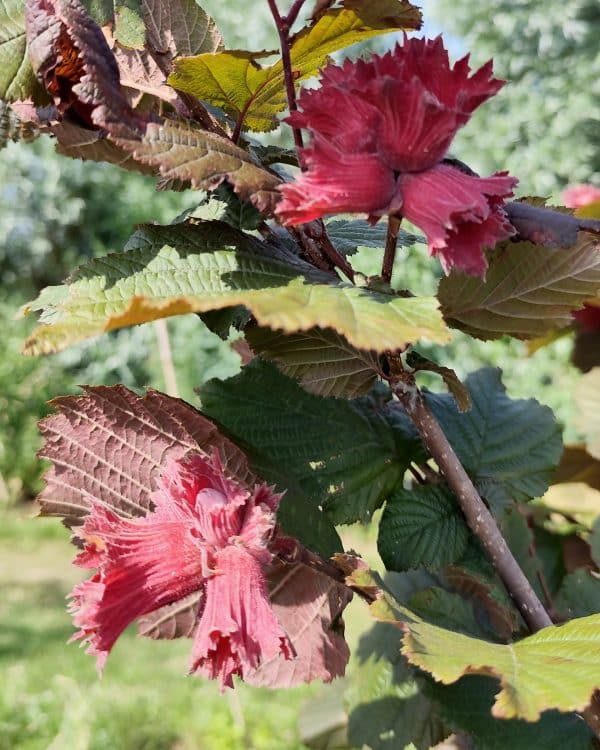 Corylus Rodezellernoot3