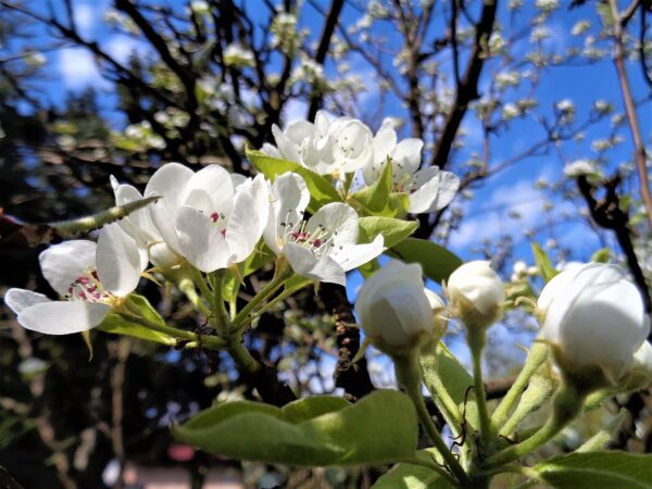 Doyenne du Comice bloesems