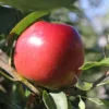 Ecolette appelboom kopen