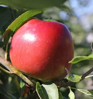 Ecolette appelboom kopen