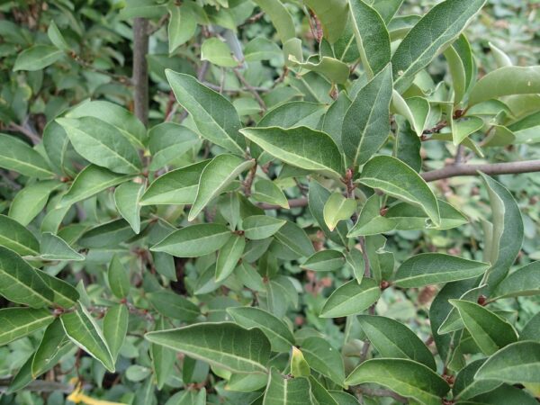 Elaeagnus Multi3