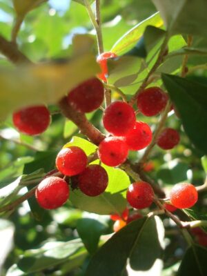 Elaeagnus Umbellata1