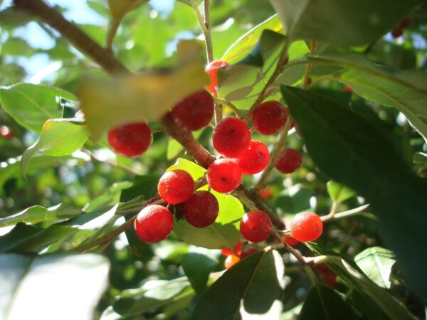 Elaeagnus Umbellata1