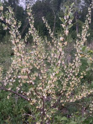 Elaeagnus Umbellata2