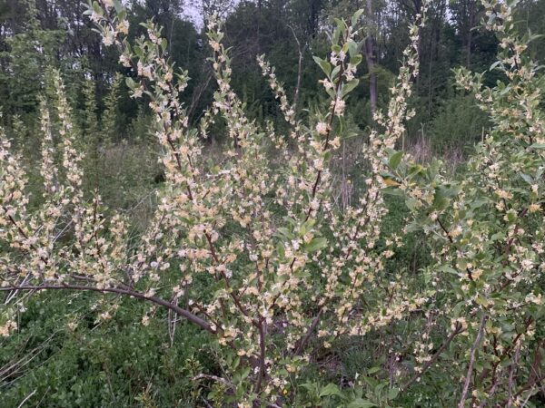 Elaeagnus Umbellata2