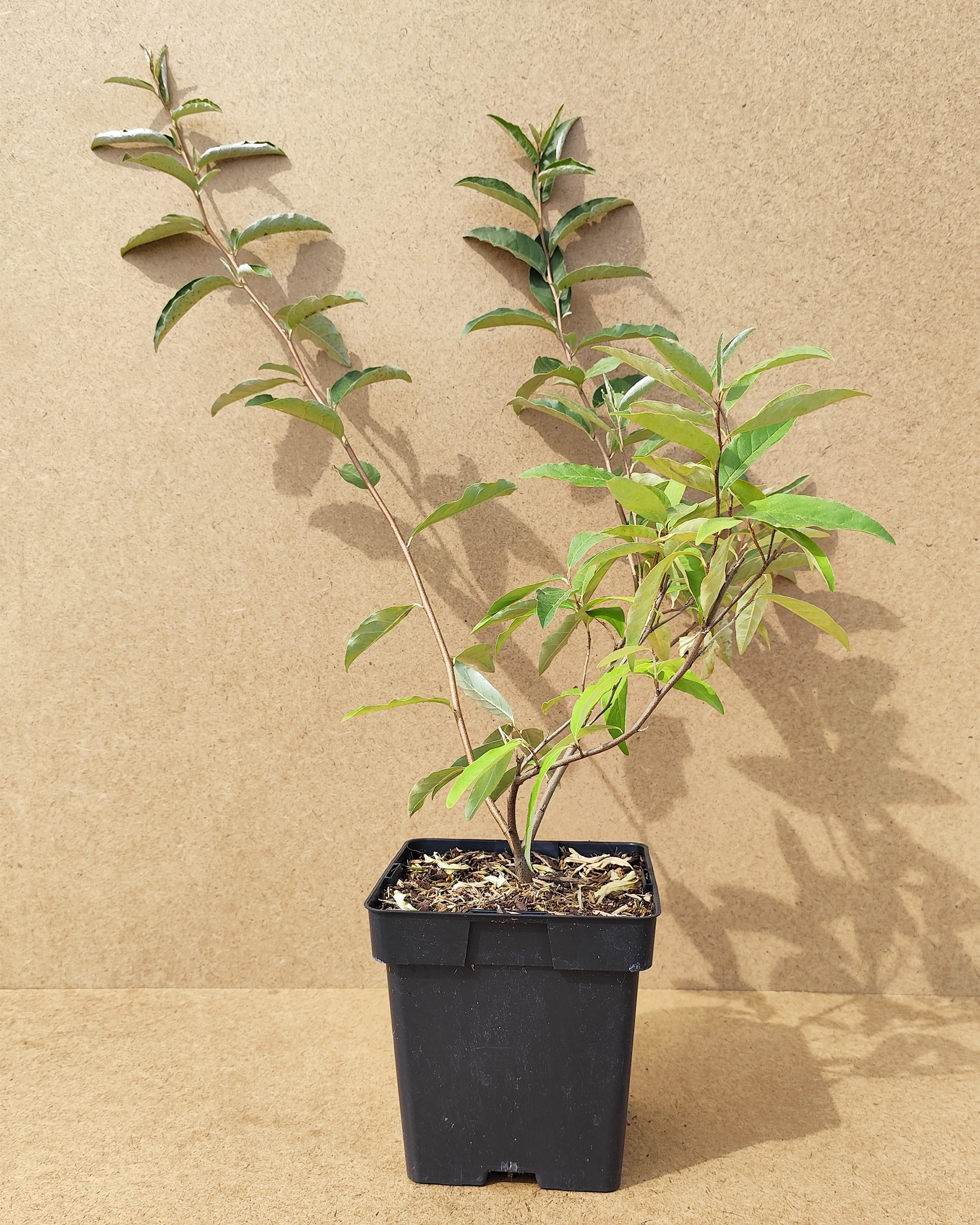 Elaumb Brilliantrose Elaumb Brilliantrose