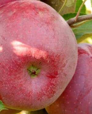 Florina appelboom kopen bij kwekerij de Koperwiek