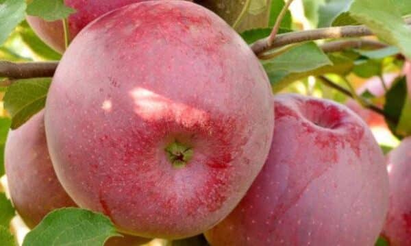 Florina appelboom kopen bij kwekerij de Koperwiek