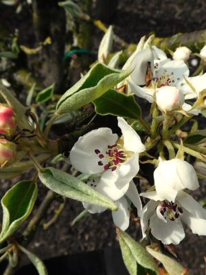 Gieser Wildeman perenboom bloesem