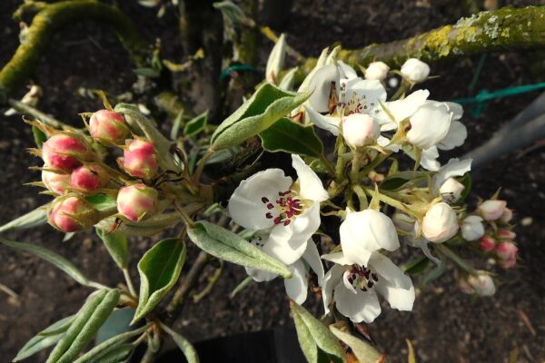 Gieser Wildeman perenboom bloesem