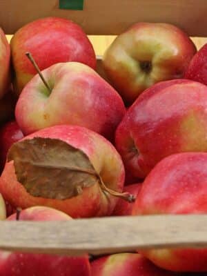 Gloster appelboom kopen bij kwekerij de Koperwiek