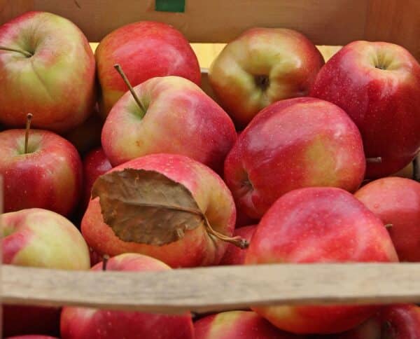 Gloster appelboom kopen bij kwekerij de Koperwiek