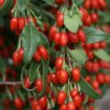 Goji