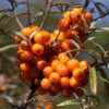 Hippophae1