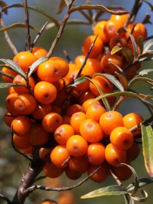 Hippophae1