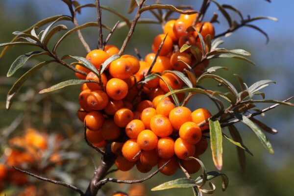 Hippophae1