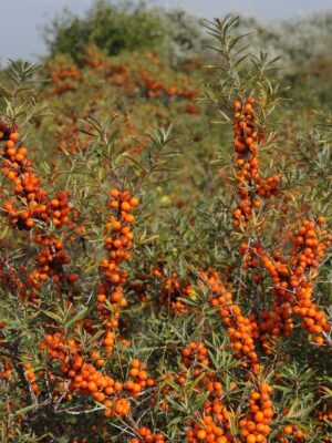 Hippophae2