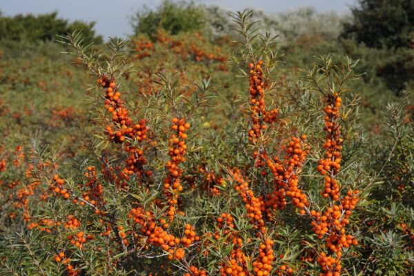 Hippophae2