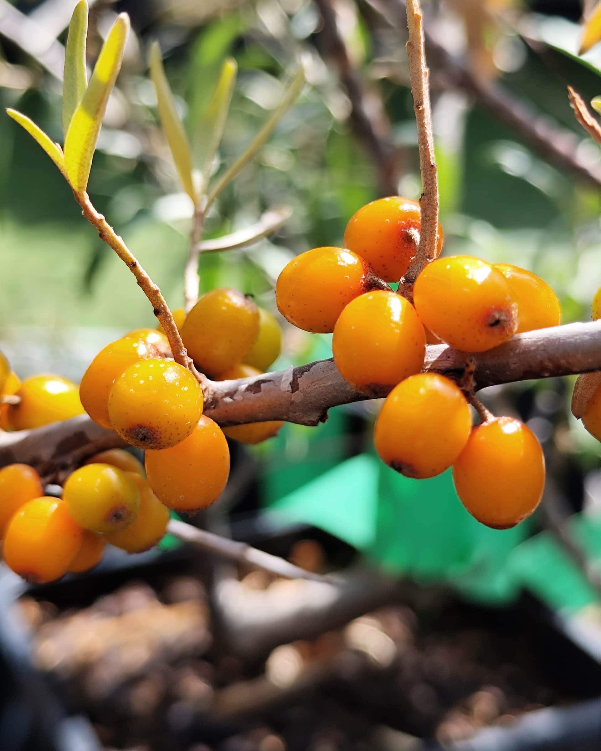 Hiprha Sirola Vrouw Hiprha Sirola Vrouw